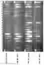 Fig. 09 - PLURALITY OF TRANSPOSASE ADAPTERS FOR DNA MANIPULATIONS