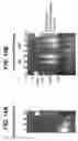 Fig. 15 - PLURALITY OF TRANSPOSASE ADAPTERS FOR DNA MANIPULATIONS