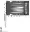 Fig. 18 - PLURALITY OF TRANSPOSASE ADAPTERS FOR DNA MANIPULATIONS
