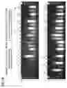 Fig. 19 - PLURALITY OF TRANSPOSASE ADAPTERS FOR DNA MANIPULATIONS