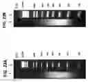 Fig. 23 - PLURALITY OF TRANSPOSASE ADAPTERS FOR DNA MANIPULATIONS