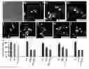 Fig. 01 - RETINAL GANGLION CELL SUBTYPE DIFFERENTIATION FROM HUMAN PLURIPOTENT STEM CELLS