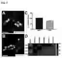 Fig. 05 - RETINAL GANGLION CELL SUBTYPE DIFFERENTIATION FROM HUMAN PLURIPOTENT STEM CELLS