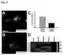 Fig. 06 - RETINAL GANGLION CELL SUBTYPE DIFFERENTIATION FROM HUMAN PLURIPOTENT STEM CELLS