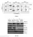 Fig. 07 - Methods and Systems for Predicting Response to Immunotherapies for Treatment of Cancer