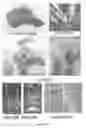 Fig. 02 - Plants with useful traits and related methods