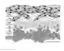 Fig. 01 - MULTI LAYER SCAFFOLD DESIGN WITH SPACIAL ARRANGEMENT OF CELLS TO MODULATE TISSUE GROWTH