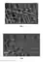 Fig. 05 - MULTI LAYER SCAFFOLD DESIGN WITH SPACIAL ARRANGEMENT OF CELLS TO MODULATE TISSUE GROWTH