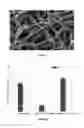 Fig. 07 - MULTI LAYER SCAFFOLD DESIGN WITH SPACIAL ARRANGEMENT OF CELLS TO MODULATE TISSUE GROWTH