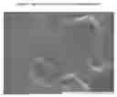 Fig. 02 - MICROFIBRILLATED CELLULOSE
