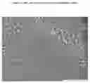 Fig. 03 - MICROFIBRILLATED CELLULOSE
