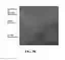 Fig. 13 - EXOSOMES AND USES THEREOF