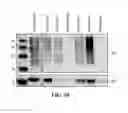 Fig. 22 - EXOSOMES AND USES THEREOF