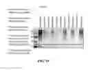 Fig. 31 - EXOSOMES AND USES THEREOF