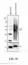 Fig. 33 - EXOSOMES AND USES THEREOF