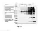 Fig. 41 - EXOSOMES AND USES THEREOF