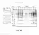 Fig. 42 - EXOSOMES AND USES THEREOF