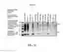 Fig. 44 - EXOSOMES AND USES THEREOF