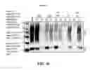 Fig. 52 - EXOSOMES AND USES THEREOF