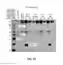 Fig. 66 - EXOSOMES AND USES THEREOF