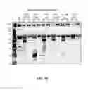 Fig. 67 - EXOSOMES AND USES THEREOF