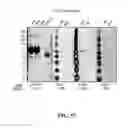 Fig. 69 - EXOSOMES AND USES THEREOF