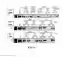 Fig. 75 - EXOSOMES AND USES THEREOF