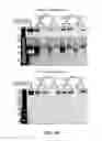 Fig. 77 - EXOSOMES AND USES THEREOF