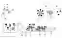 Fig. 01 - Stationary phase for detecting a specific analyte in a mixture, uses thereof and method for detecting a specific analyte in a mixture