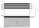 Fig. 01 - Sensor window to provide different opacity and transmissivity at different spectral ranges