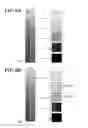 Fig. 07 - Image forming apparatus and storage medium