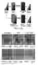 Fig. 13 - Method and system for pixel super-resolution of multiplexed holographic color images