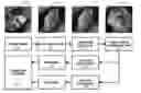 Fig. 01 - Unconstrained ear recognition using a combination of deep learning and handcrafted features