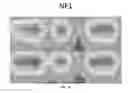 Fig. 20 - METHODS FOR FRAGMENTOME PROFILING OF CELL-FREE NUCLEIC ACIDS