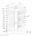 Fig. 11 - Apparatuses and methods for forming multiple decks of memory cells