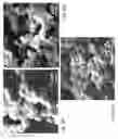 Fig. 23 - SOLID-STATE ELECTROLYTES WITH BIOMIMETIC IONIC CHANNELS FOR BATTERIES AND METHODS OF MAKING SAME