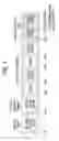 Fig. 02 - Method and apparatus for transmitting and receiving wireless signal in wireless communication system