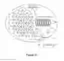Fig. 31 - Wireless network synchronization of cells and client devices on a network