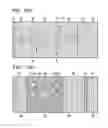 Fig. 16 - Capacitor built-in multilayer wiring substrate and manufacturing method thereof