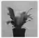Fig. 01 - plant named ‘Campio’