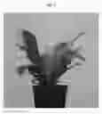 Fig. 02 - plant named ‘Campio’