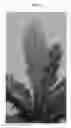 Fig. 03 - plant named ‘Campio’