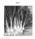 Fig. 09 - Onion growing method