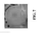 Fig. 07 - METHODS FOR INDUCING POLYPLOIDY IN CANNABIS