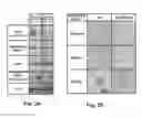 Fig. 04 - Mouse Models Having a Knockin Scavenger Receptor Class B Type I