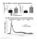 Fig. 07 - Mouse Models Having a Knockin Scavenger Receptor Class B Type I
