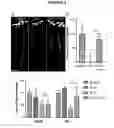 Fig. 06 - Novel Plant Growth Regulators and Methods of Using Same