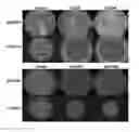 Fig. 01 - MAGNESIUM ION AS ANTIBACTERIAL AGENT