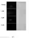 Fig. 06 - MAGNESIUM ION AS ANTIBACTERIAL AGENT