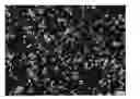 Fig. 01 - HIGH LOAD FLAVOR PARTICLES